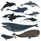 Nautical collection of different underwater big fishes and mammals animals