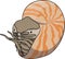 Nautilus Animal Cartoon Color Illustration