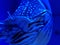 Nautilus in blue color