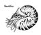 Nautilus, cephalopod, black and white graphic