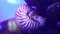 Nautilus, pelagic marine mollusc underwater