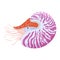 Nautilus Pompilius illustration isolated on a white background