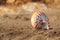 Nautilus pompilius sea shell seashell on black sand beach, Isle