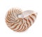 Nautilus pompilius sea shell on white