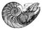 Nautilus Pompilius showing the interior of the lower cell to which the animal is fixed vintage illustration