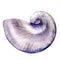 Nautilus sea shell isolated, watercolor illustration on white