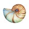 Nautilus sea shell. Marine design.