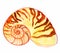 Nautilus seashell