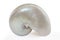 Nautilus Seashell with Path