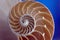 Nautilus shell