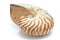 Nautilus shell