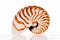 Nautilus Shell