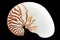 Nautilus shell