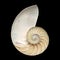 Nautilus shell