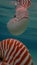 Nautilus shell big white and orange stripes floatting in the sea
