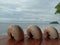 Nautilus shell big white and orange stripes and nice tropical background behind with the blue ocean