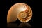 Nautilus shell on black background