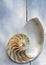 Nautilus shell with copy space concrete stone background cross section symmetry Fibonacci spiral sequence