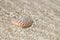 Nautilus shell in crystal clear sea water