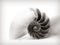 Nautilus Shell Detail - Monochrome