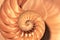 Nautilus shell Fibonacci symmetry cross section spiral structure growth golden ratio