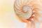 Nautilus shell Fibonacci symmetry cross section spiral structure growth golden ratio