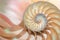 Nautilus shell Fibonacci symmetry cross section spiral structure growth golden ratio