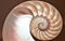 Nautilus shell Fibonacci symmetry cross section spiral structure growth golden ratio