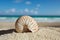 Nautilus shell with ocean , beach and seascape, shallow dof