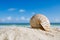 Nautilus shell with ocean , beach and seascape, shallow dof
