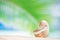 Nautilus shell with palm leaf , beach and palm leaf