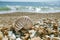 Nautilus shell on peblle beach and sea waves