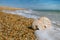 Nautilus shell on peblle beach and sea waves