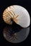Nautilus shell & Reflection