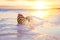 Nautilus shell in the sea , sunrise