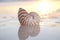 Nautilus shell in the sea , sunrise