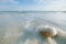 Nautilus shell with sea wave, Florida beach under the sun ligh