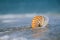 Nautilus shell with sea wave, Florida beach under the sun ligh