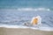 Nautilus shell with sea wave, Florida beach under the sun ligh