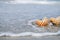 Nautilus shell with sea wave, Florida beach under the sun ligh