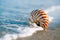 Nautilus shell with sea wave, Florida beach under the sun ligh