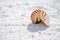 Nautilus shell with sea wave, Florida beach under the sun ligh