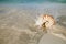 Nautilus shell sea waves, live action