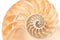 Nautilus shell section detail on white