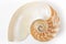 Nautilus shell section on white, soft shadow