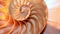 Nautilus shell stock Fibonacci footage video clip turning golden ratio number sequence natural background half slice section