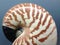 Nautilus shell symmetry Fibonacci half cross section spiral golden ratio structure growth close up back lit mother of pearl close