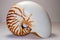 Nautilus Shell, Upright