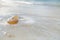 Nautilus shell on white beach sand rushed by sea waves