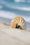 Nautilus shell on white Florida beach sand under the sun light